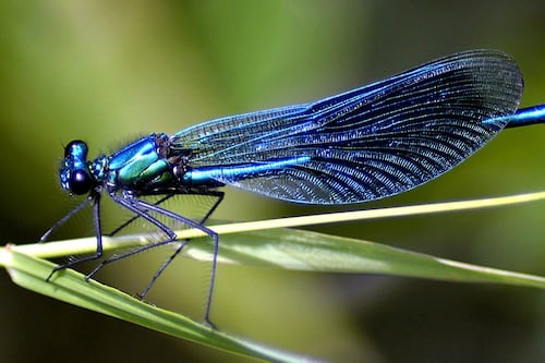 El poderoso significado de las libélulas que nos da aviso de un cambio importante