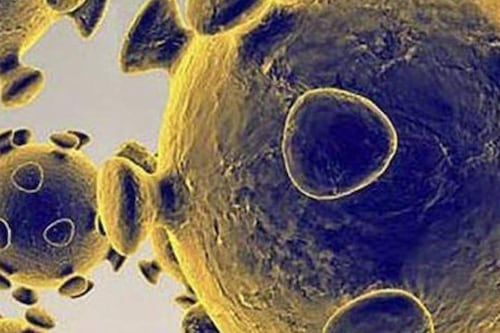 Nueva cepa británica de coronavirus: los detalles de la mutación del virus que llegó a Chile