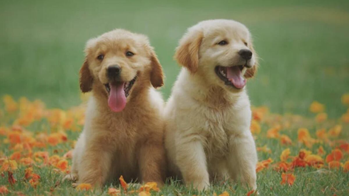 Perros nombres