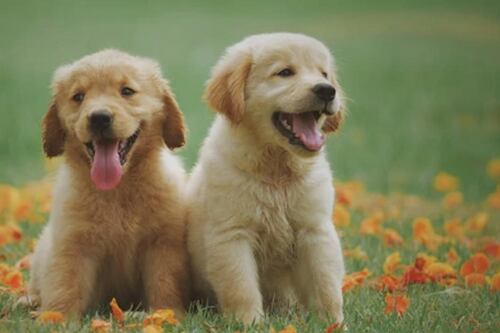 ¿Tienes un nuevo integrante en la familia? 10 nombres para perritos con lindos y poderosos significados