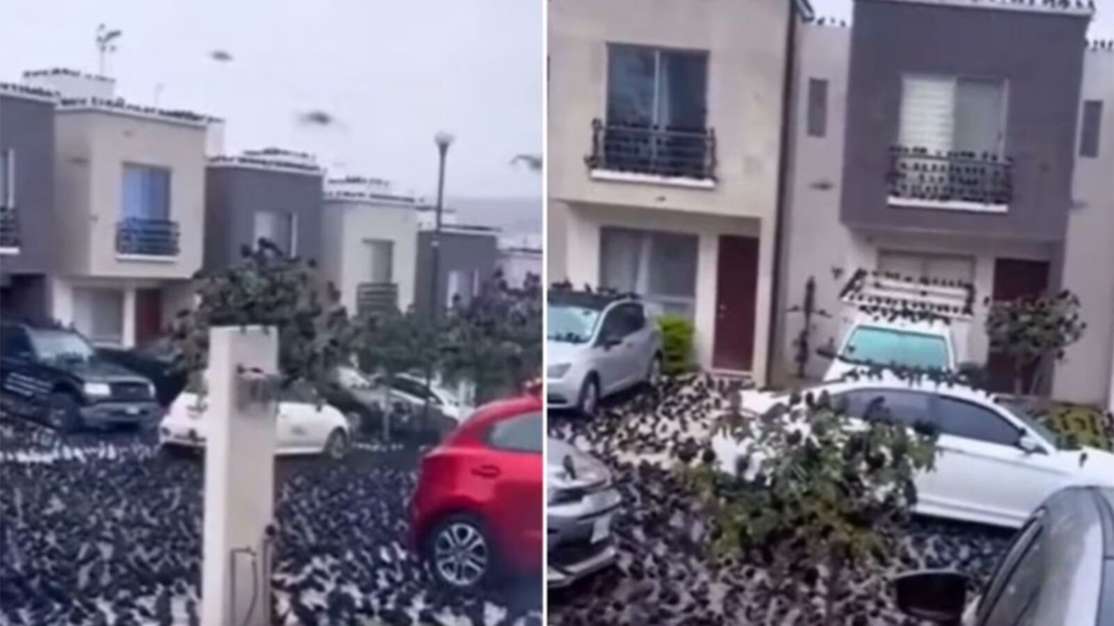 Presencia de cuervos en Japón preocupa a sus habitantes.