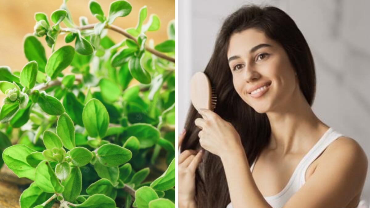 Remedios caseros con orégano para el cabello