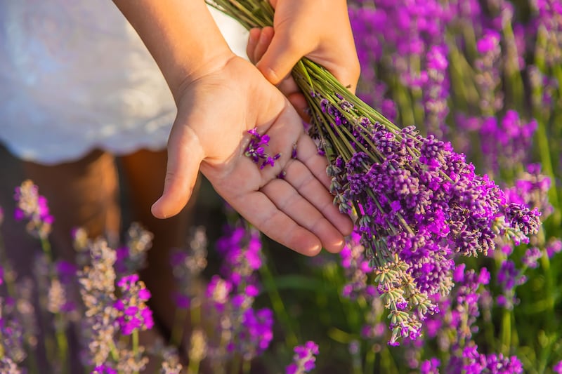 Lavanda.