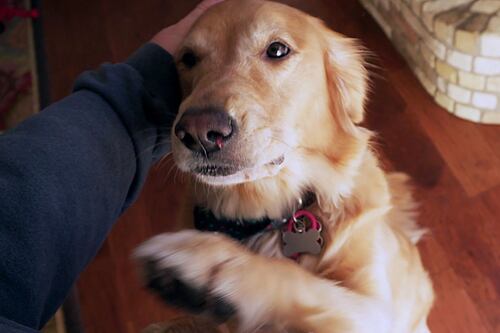 Video de perros que se reencuentran con su dueña, tras año y medio, enternece a TikTok