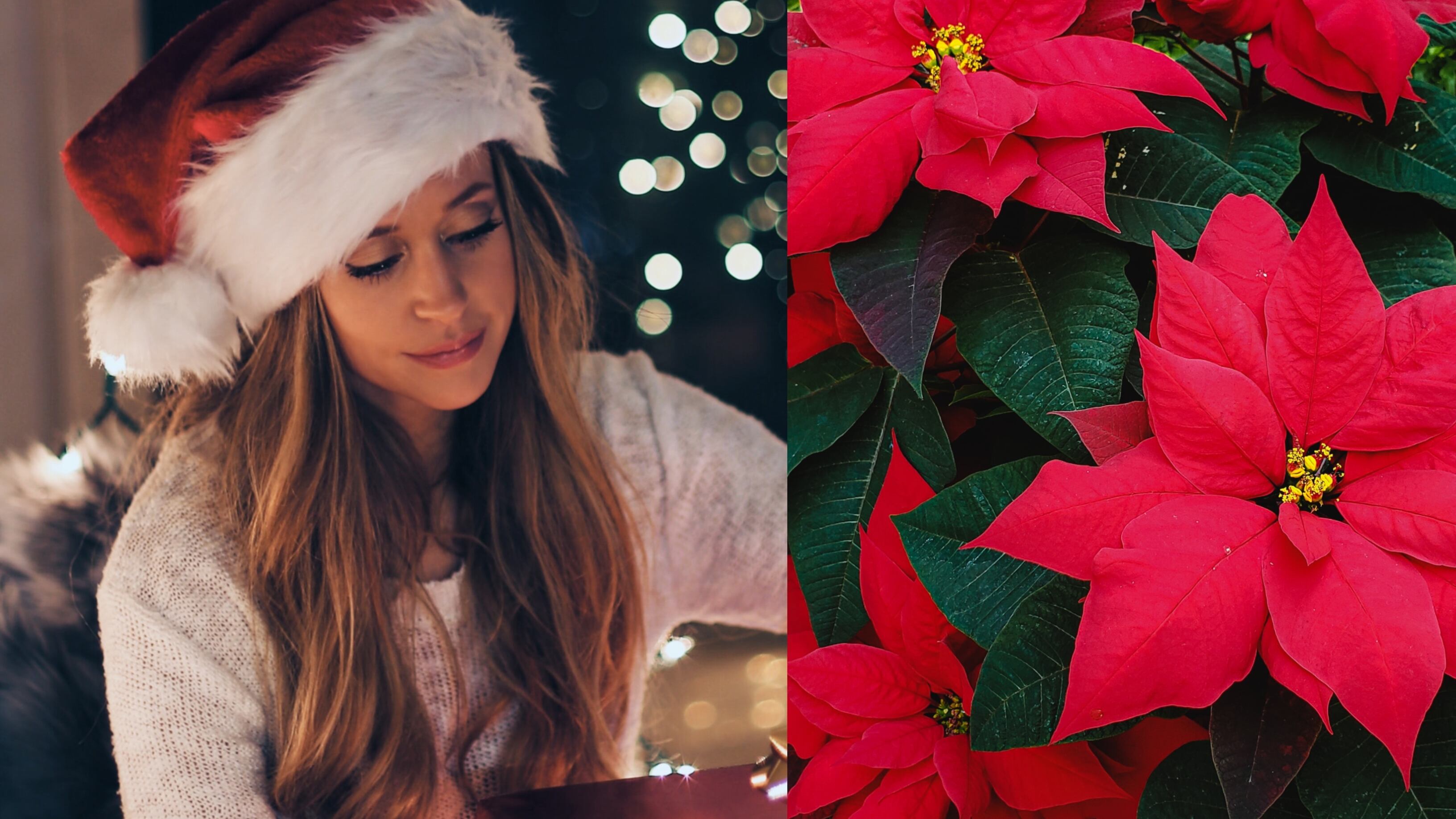 Las nochebuenas son las protagonistas de la Navidad
