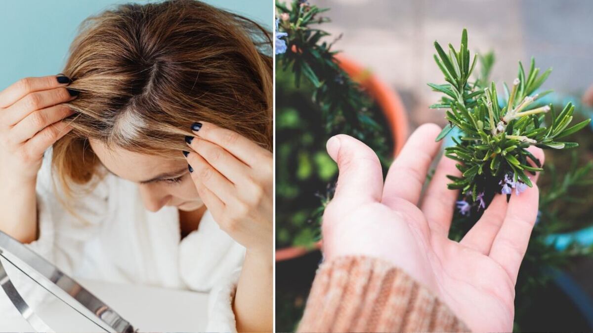 El romero es una planta muy popular por su poder para oscurecer las canas