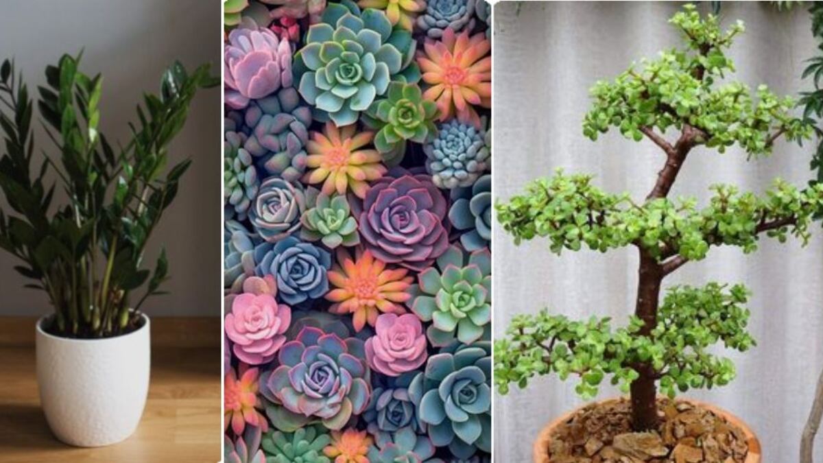 Feng Shui: 10 plantas que debes tener en tu casa para atraer la abundancia y el éxito en 2024