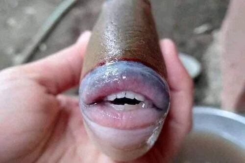 Capturan un pez con “sonrisa humana” y hace estallar las redes sociales