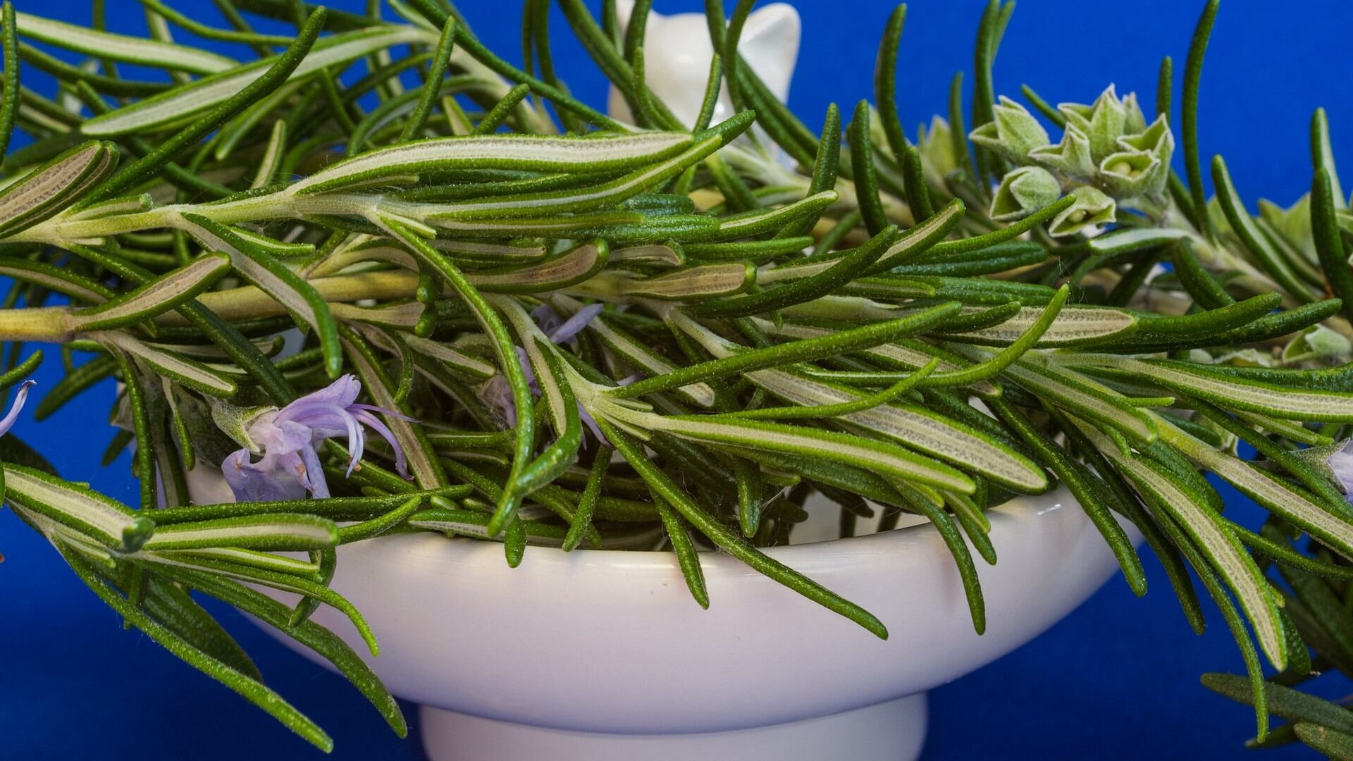 Descubre los beneficios del aceite de romero en el cabello