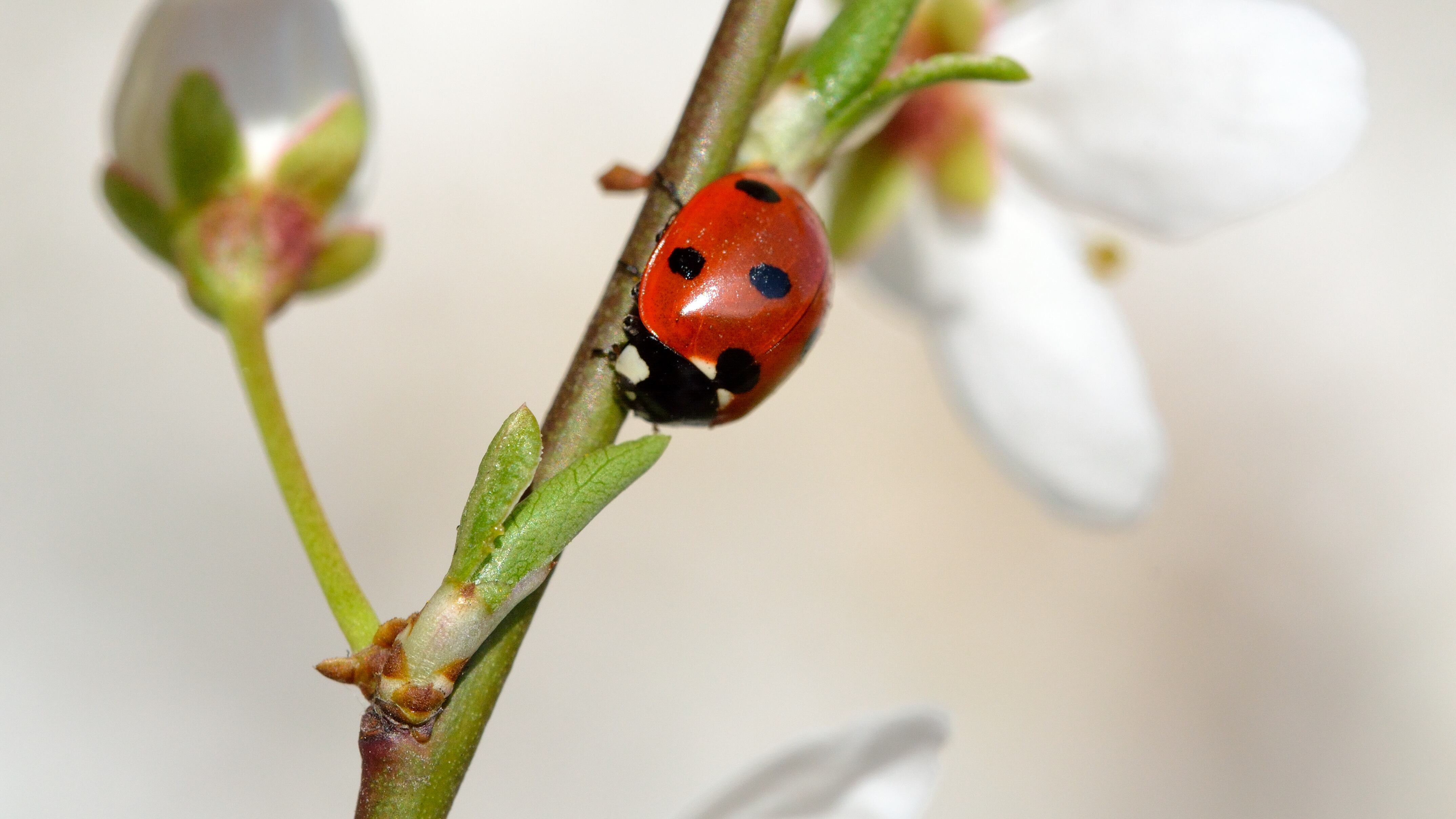 La mariquita es calificado como un mensajero de la buena suerte.