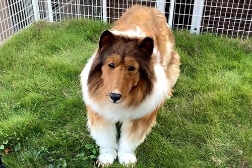 Hombre que quiso toda su vida ser un perro y se convirtió en uno impacta a las redes tras hacer radical anuncio