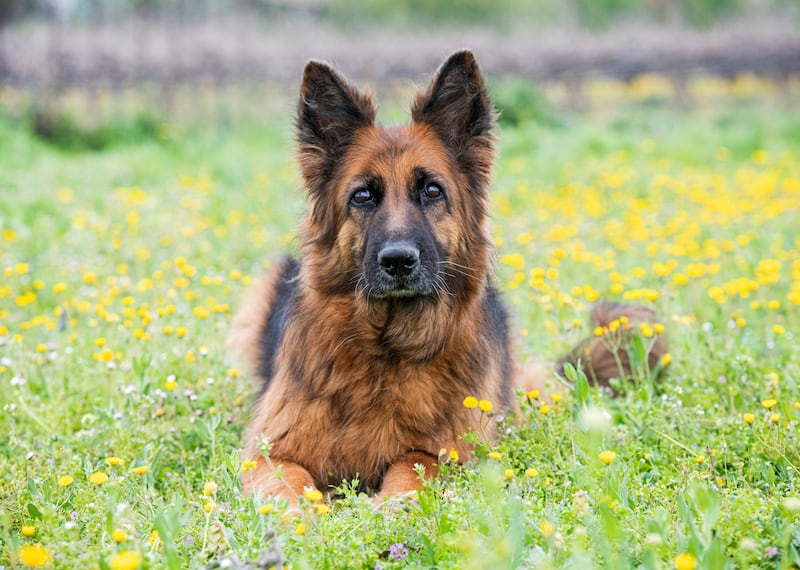 Aries – Pastor Alemán