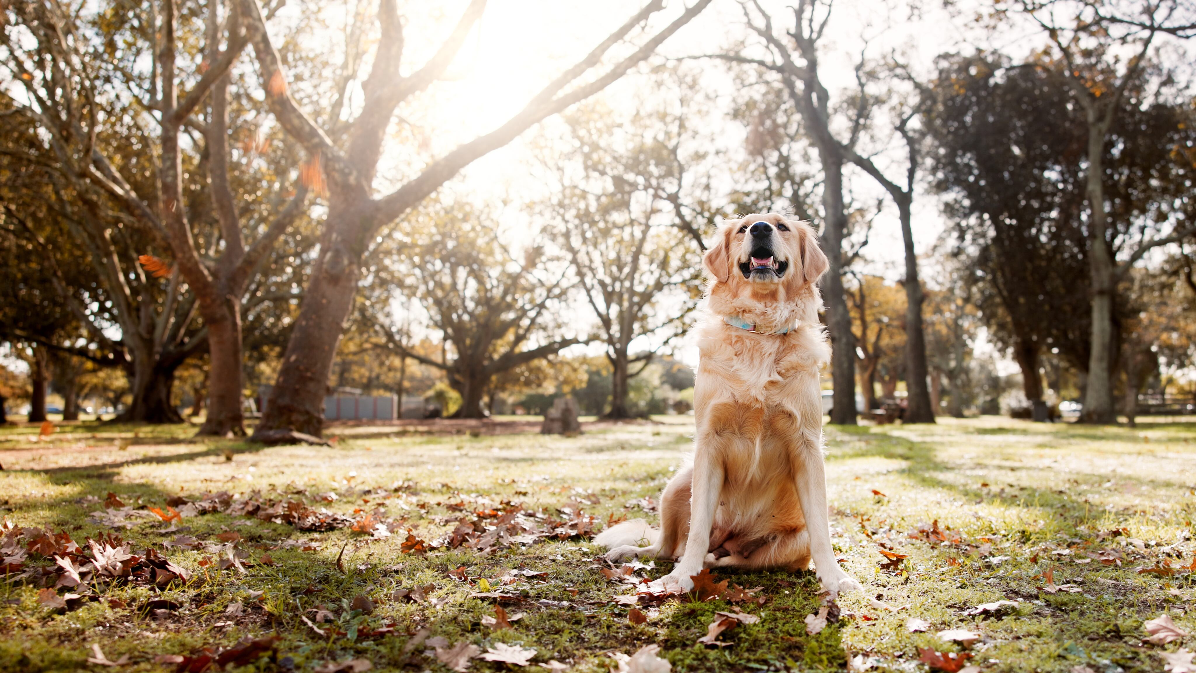Este fin de semana, procura pasearlo antes de las 10:00 o después de las 15:00.
