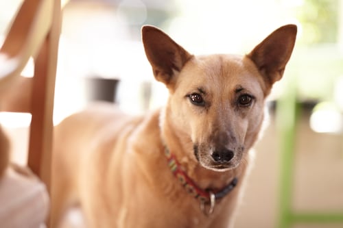 El “Perro Caramelo” ya es reconocido oficialmente como símbolo de identidad en Latinoamérica
