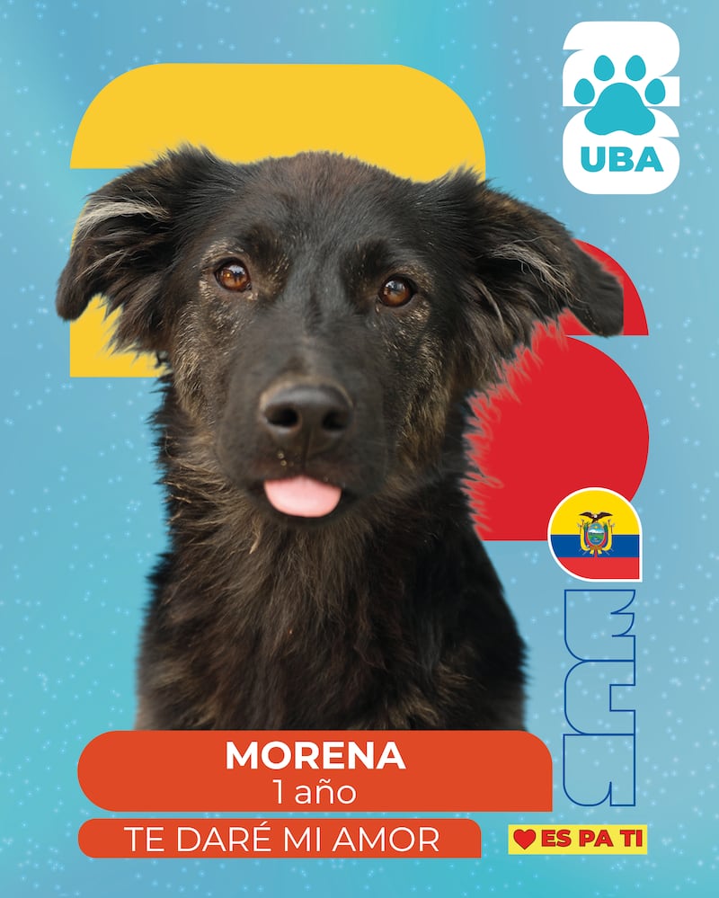 Los detalles sobre la campaña que convierte a perros y gatos rescatados en estrellas futboleras para encontrarles hogar