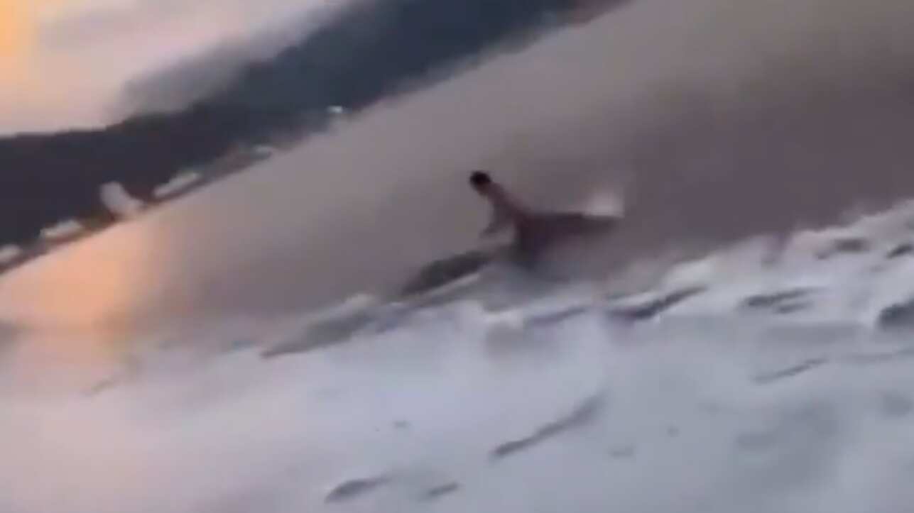 ¡Por poco! Turista se salva de ser atacado por un cocodrilo en Puerto Vallarta, México