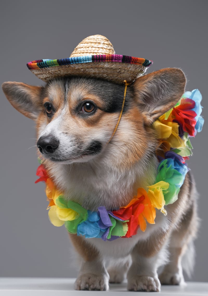 Día de Muertos para mascotas