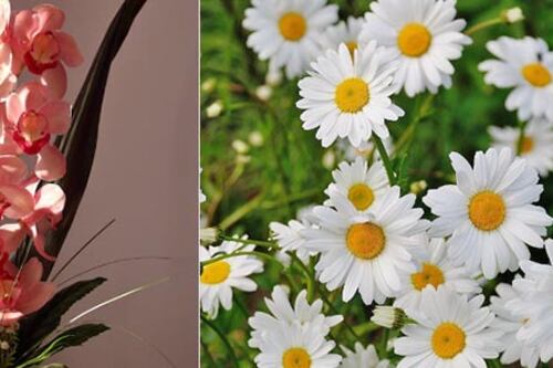 4 plantas que debes tener en casa si quieres conseguir el amor de tu vida este año, según el Feng Shui