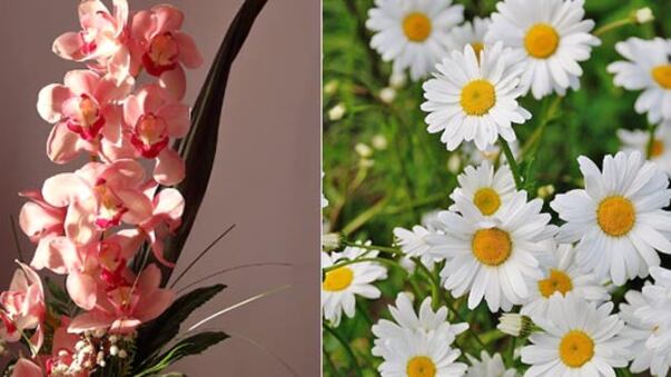 Plantas suerte amor