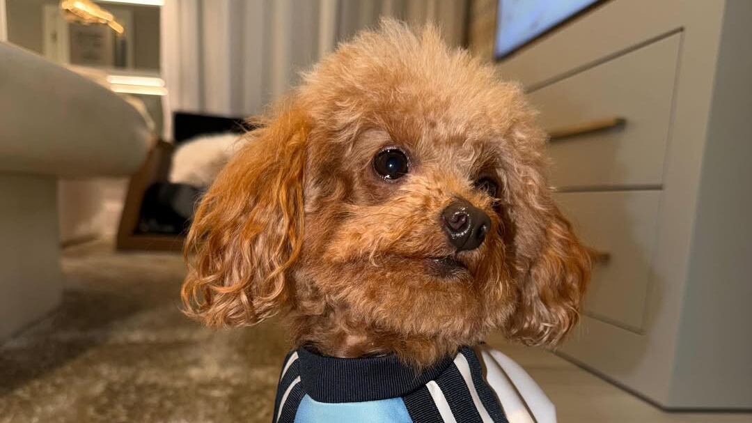 Abú, la perrita de Antonela Roccuzzo
