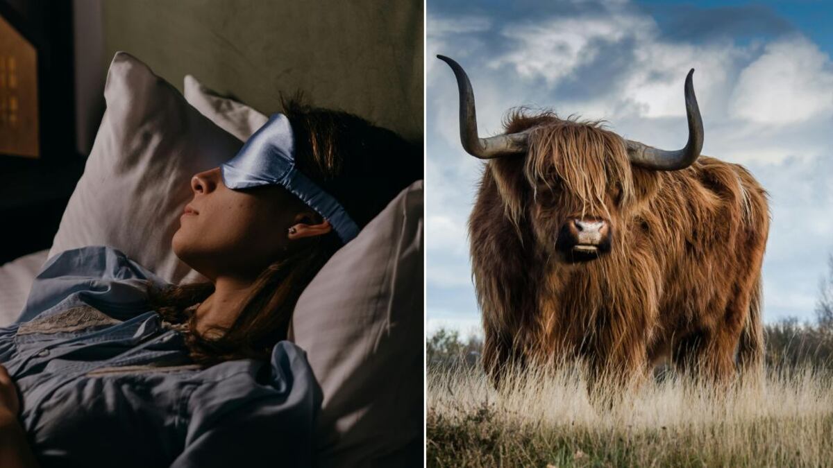 Los sueños con toros pueden tener muchas interpretaciones