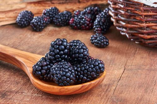 El valor alimenticio de la mora y de su árbol