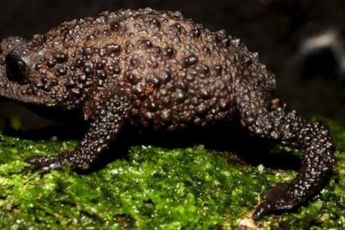 Descubren el “Osornosapo de Steve Backshall”: un nuevo sapo andino ecuatoriano que inspira a proteger la biodiversidad