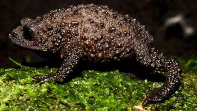 Se trata del 'Osornophryne backshalli', descubierto en Ecuador.