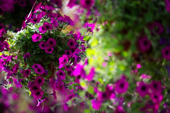 Feng Shui: las 3 plantas que atraen la mala suerte en el hogar y que debes alejar de tu casa