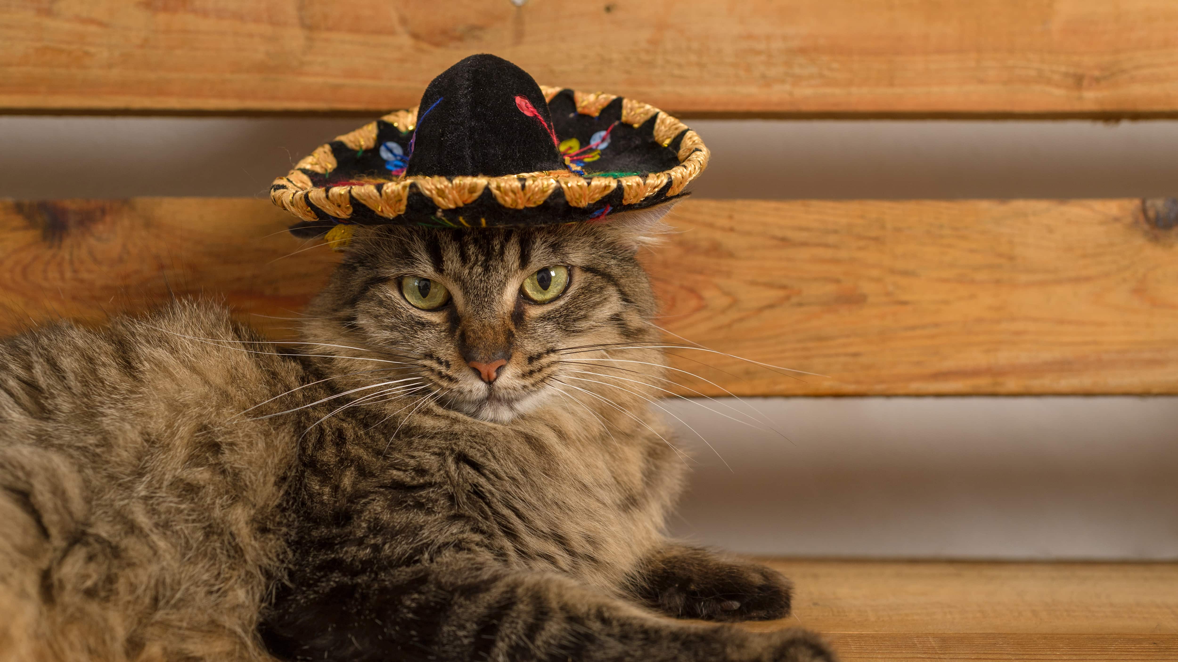 Día de Muertos para mascotas