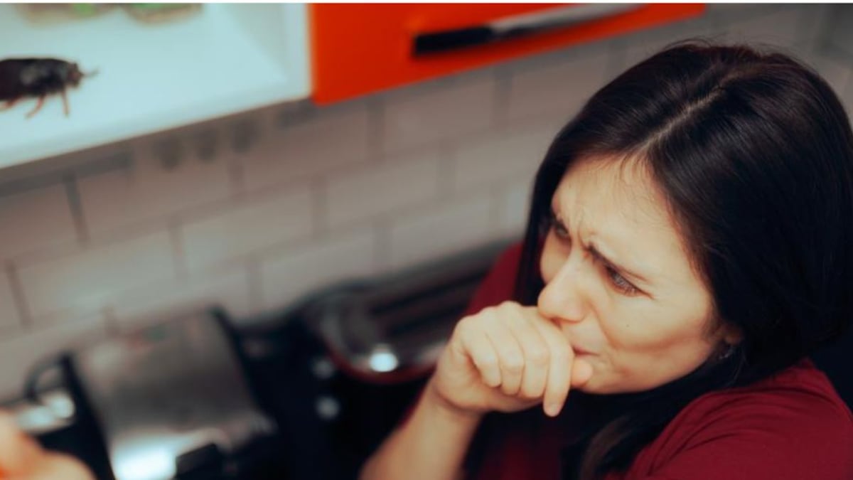 ¿Qué cosas atraen cucarachas a la casa? Descubre las razones de su presencia