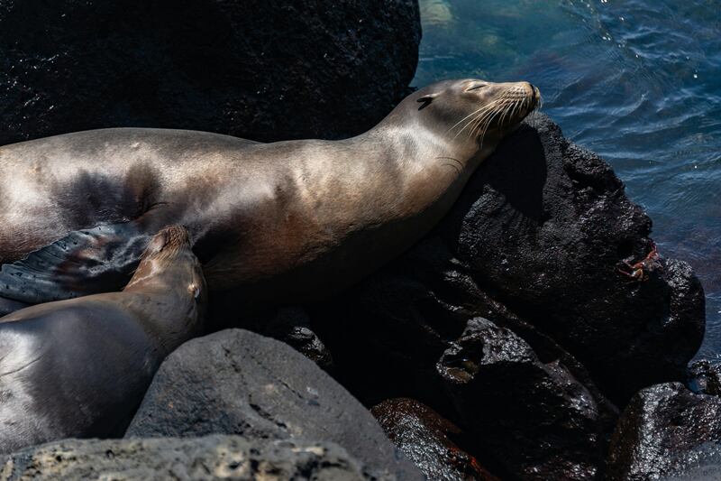 Sea Lions of the Galápagos