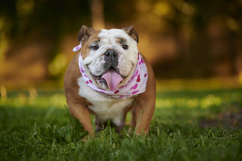 Tauro – Bulldog Inglés