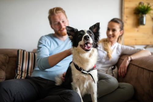 ¿Divorcio? El perro también tiene custodia: así lo deciden las leyes del mundo