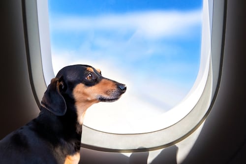 La Unión Europea exige pasaporte a perros y gatos desde el 22 de abril