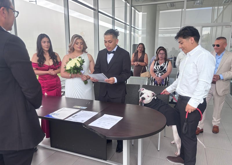 Boda pet-friendly