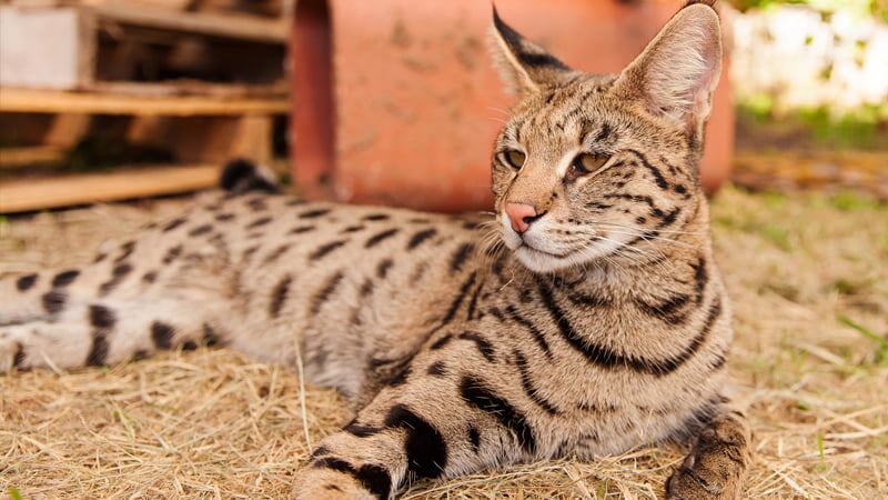 Gato Savannah