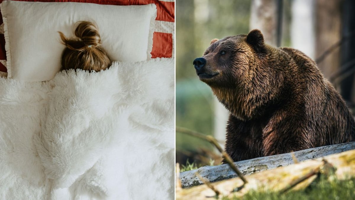 Soñar con osos puede representar varias cosas diferentes
