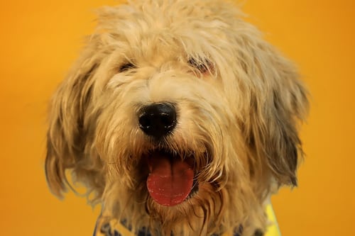 Goles de cuatro patas: Adopta una mascota rescatada en Quito y alienta a la ‘Tri’ con un pañuelo mundialista