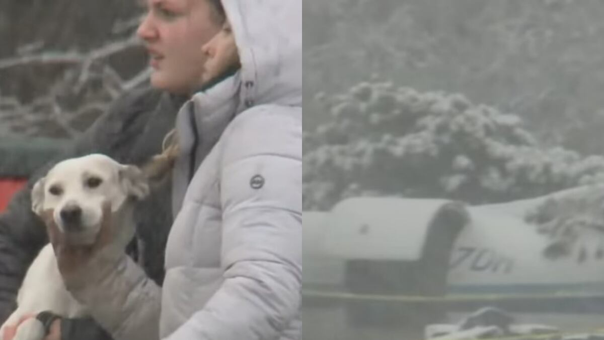 Todos los perritos sobrevivieron