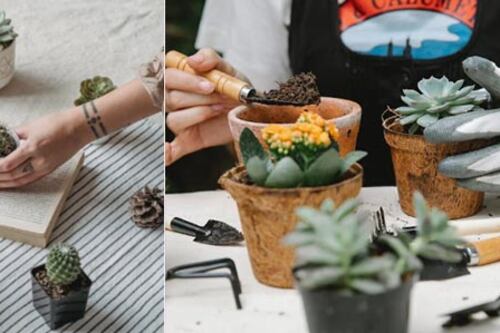 ¿Traen mala suerte? Las razones por las que no debes tener plantas con espinas en tu hogar según el Feng Shui