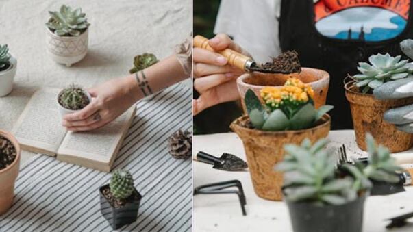 Plantas Feng Shui