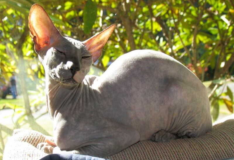 Gato Peterbald