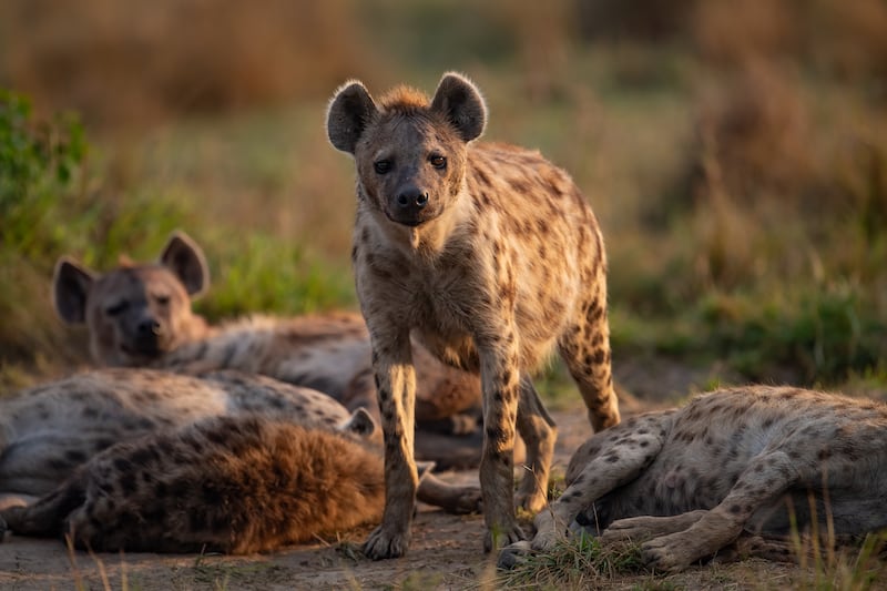 Hienas