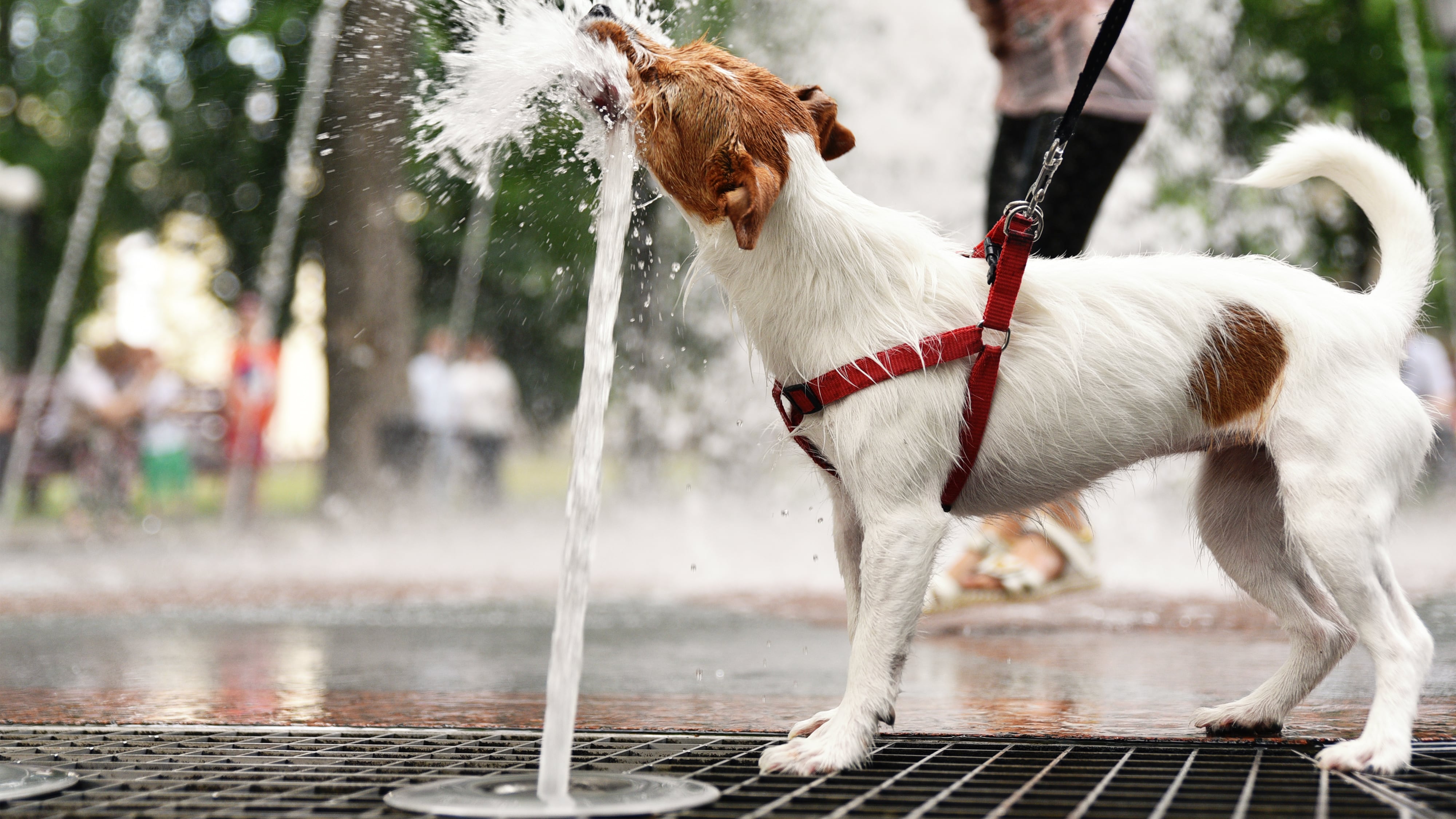 Mucho sol y altas temperaturas: cómo cuidar correctamente a tu perrito durante el calor extremo
