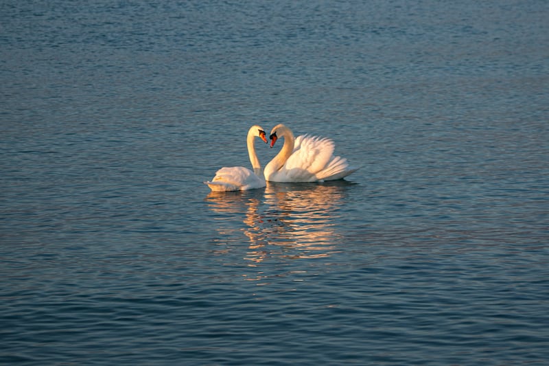 Los regalos y decoración inspirados en el cisne serán la sensación de San Valentín 2026