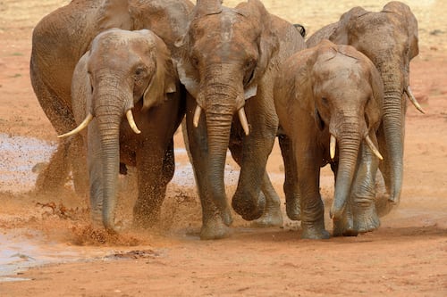 La fuerza de la experiencia: por qué las hembras lideran en muchas especies animales