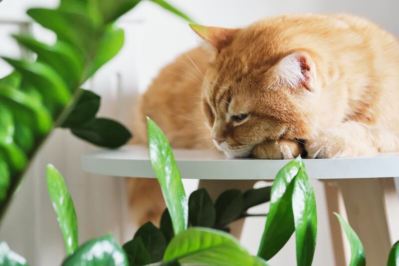 Plantas tóxicas para perros y gatos