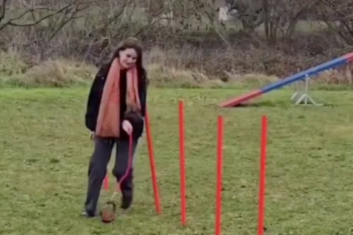 Adiós a los Therians, ahora es el Hobby Dogging