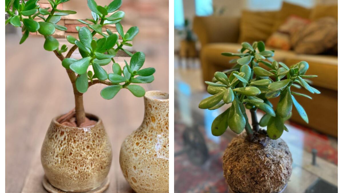 Feng Shui: la planta que todos debemos tener en la casa para atraer mucho dinero